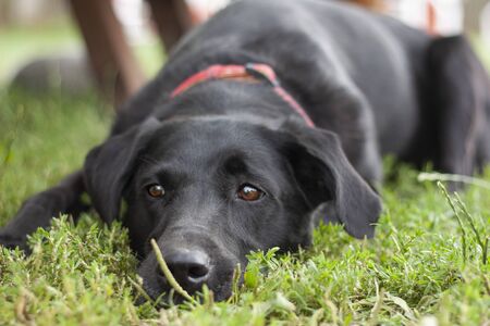 Beautiful dog, dogs posing in nature, in summer farm land, field.の写真素材