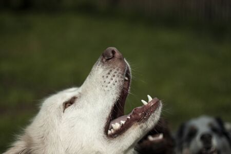 Beautiful dog, dogs posing in nature, in summer farm land, field.