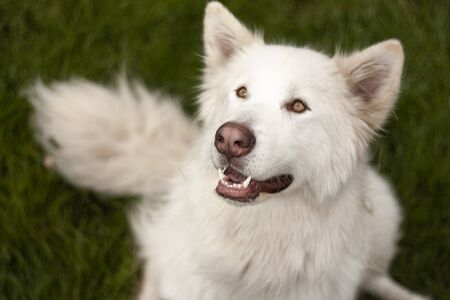 Beautiful dog, dogs posing in nature, in summer farm land, field.