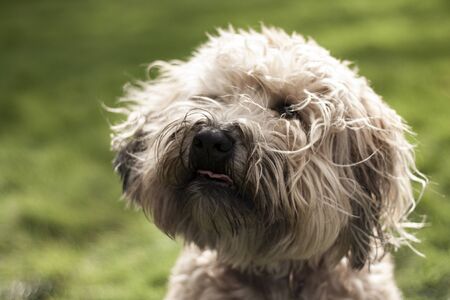Beautiful dog, dogs posing in nature, in summer farm land, field.の写真素材