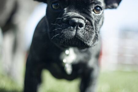 Beautiful dog, dogs posing in nature, in summer farm land, field.の写真素材