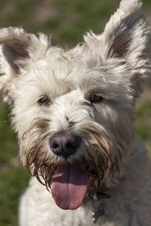Beautiful dog, dogs posing in nature, in summer farm land, field.の写真素材