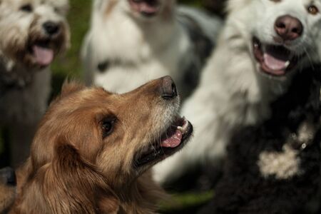 Beautiful dog, dogs posing in nature, in summer farm land, field.の写真素材