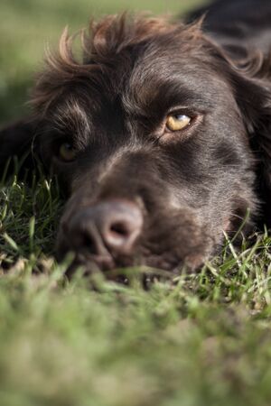Beautiful dog, dogs posing in nature, in summer farm land, field.の写真素材