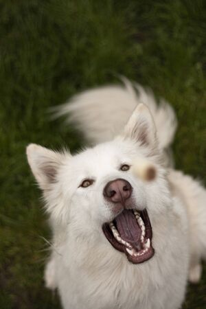 Beautiful dog, dogs posing in nature, in summer farm land, field.の写真素材