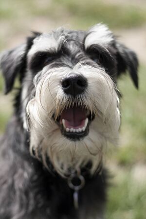 Beautiful dog, dogs posing in nature, in summer farm land, field.の写真素材