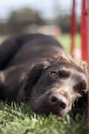 Beautiful dog, dogs posing in nature, in summer farm land, field.の写真素材