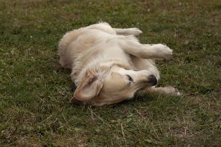 Beautiful dog, dogs posing in nature, in summer farm land, field.の写真素材