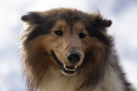Beautiful dog, dogs posing in nature, in summer farm land, field.の写真素材