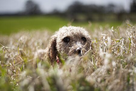 Beautiful dog, dogs posing in nature, in summer farm land, field.の写真素材