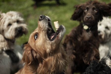 Beautiful dog, dogs posing in nature, in summer farm land, field.