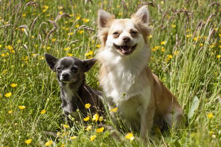 Beautiful dog, dogs posing in nature, in summer farm land, field.の写真素材