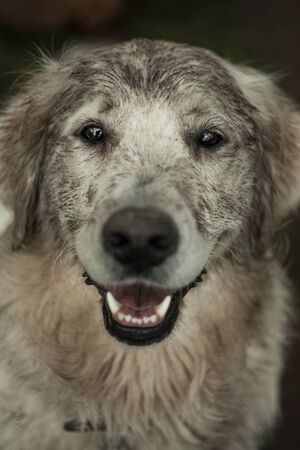Beautiful dog, dogs posing in nature, in summer farm land, field.の写真素材