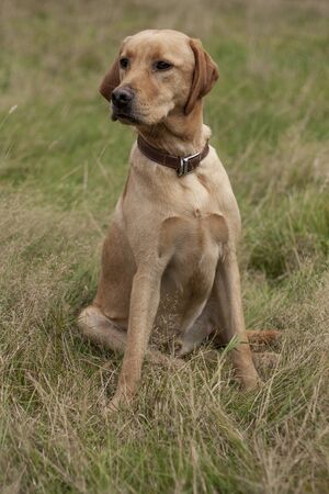 Beautiful dog, dogs posing in nature, in summer farm land, field.の写真素材