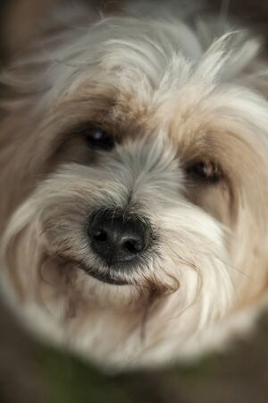 Beautiful dog, dogs posing in nature, in summer farm land, field.の写真素材