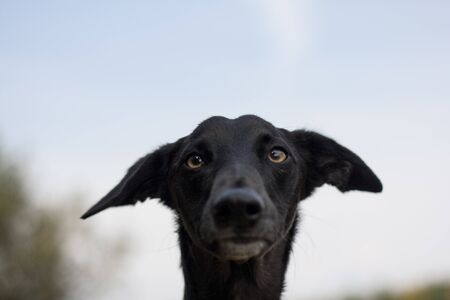Beautiful dog, dogs posing in nature, in summer farm land, field.の写真素材