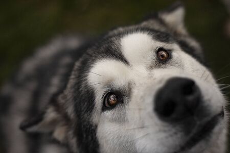 Beautiful dog, dogs posing in nature, in summer farm land, field.の写真素材