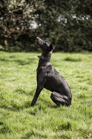 Beautiful dog, dogs posing in nature, in summer farm land, field.の写真素材