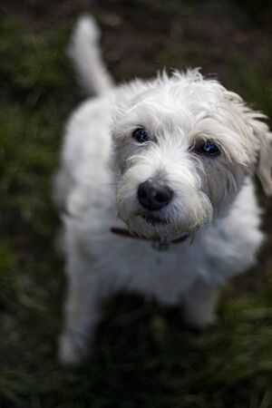Beautiful dog, dogs posing in nature, in summer farm land, field.の写真素材