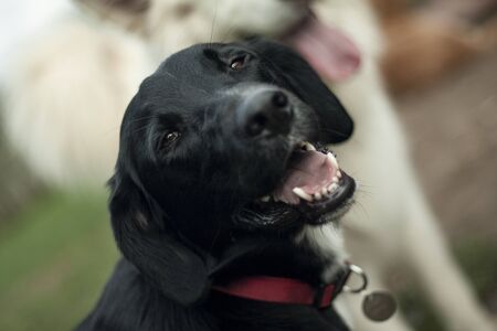 Beautiful dog, dogs posing in nature, in summer farm land, field.の写真素材