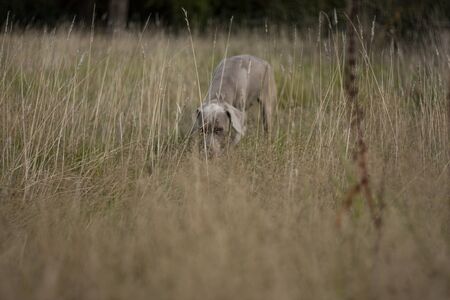Beautiful dog, dogs posing in nature, in summer farm land, field.の写真素材