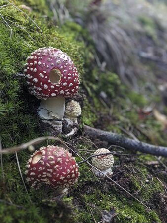 mushroom in the forestの写真素材