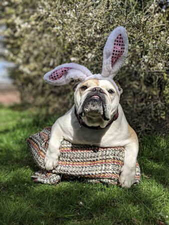 dog posing on a land field of grassの写真素材