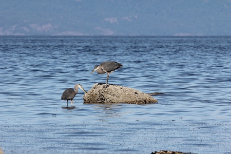 Blue Heronsの写真素材