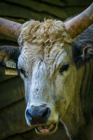 Beef Livestock