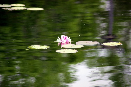 Waterlily on a lakeの素材