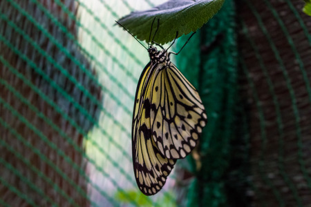 Butterfly in the gardenの写真素材