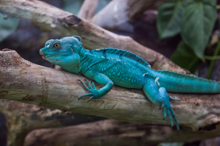 Blue dragon like lizzardの写真素材