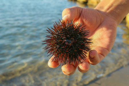 Sea urchin in the handの写真素材