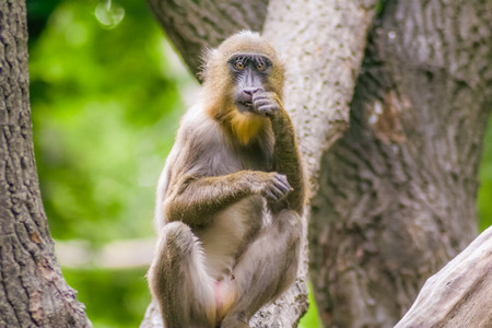 Monkey sitting on a treeの写真素材