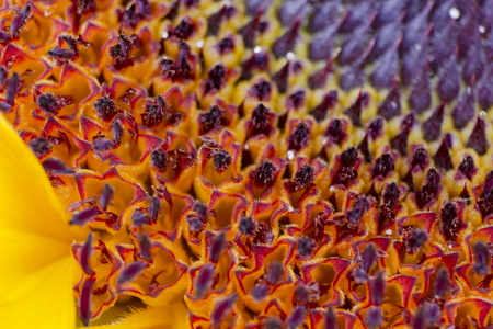 Sunflower beautiful closeup macro geometric pattern texture 02の写真素材
