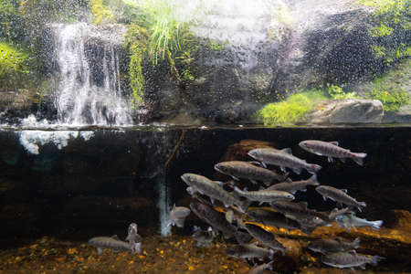 Small aquarium river fish