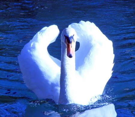 Swan is swimming on the lakeの写真素材