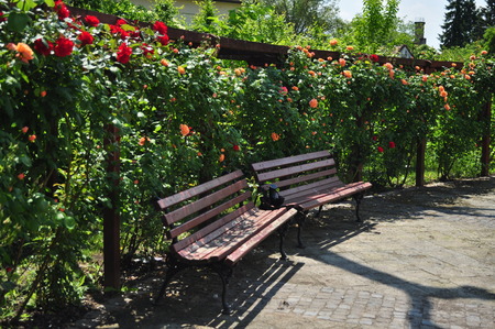 Beautiful Orange and red rose arbour with benchの写真素材