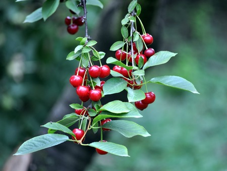 Sour cherry fruit twig with green leaf photo