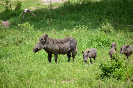 Warthog family in jungleの写真素材