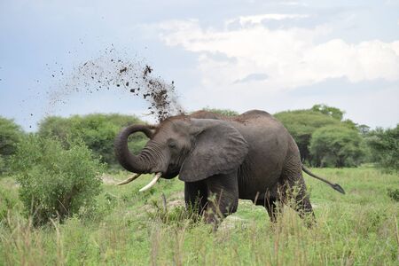 Sand bathing elephants in the jungleの写真素材