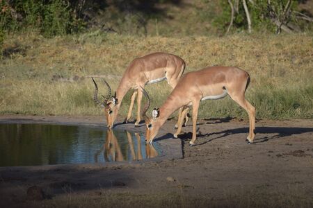Impala drinking water in the jungleの写真素材