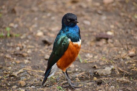 Superb Starling of the Serengeti National Parkの写真素材