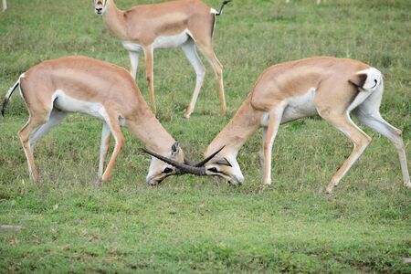 Duel of the Impala in the jungleの写真素材