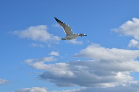 Blue sky and herring gullの写真素材