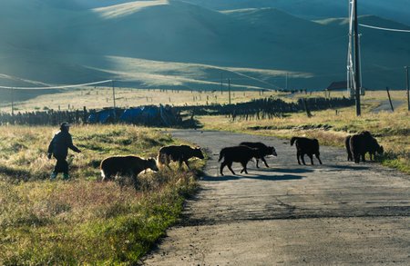 Elf on the plateauの写真素材