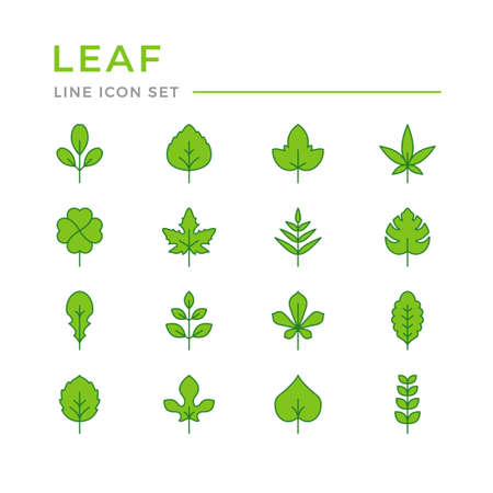 Set color line icons of leafのイラスト素材