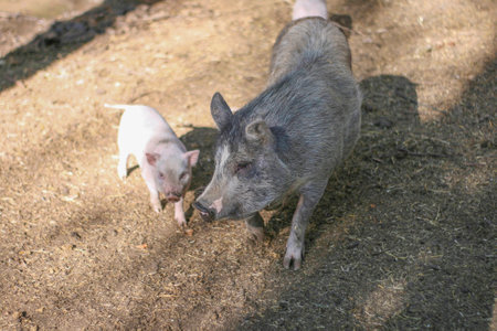 Hairy pig with baby pig on strawの写真素材