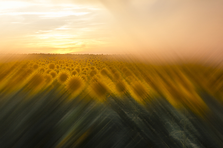 sunflowers at sunsetの写真素材