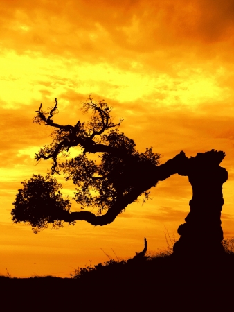 broken oak and flaming sky
